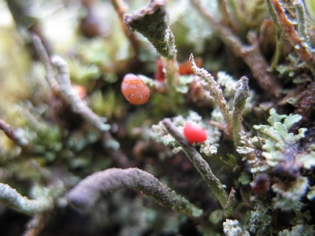 Cladonia sp 2